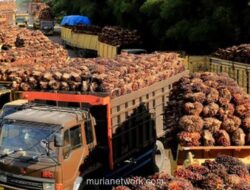 Harga Sawit Terjun Bebas, Sentimen Negatif Berdatangan dari Pasar Global