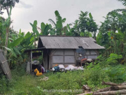 Sepi di Balik Rimbun Pisang: Kisah Mbah Srinah dan Rumah yang Tak Pernah Jadi Miliknya