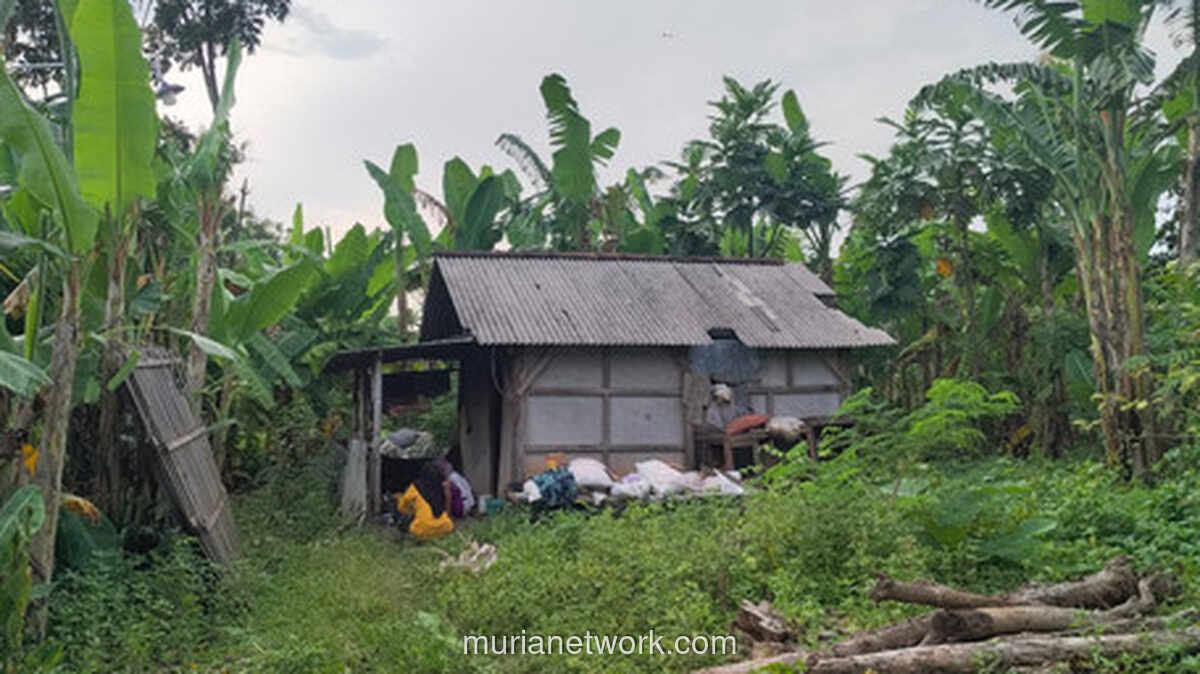 Sepi di Balik Rimbun Pisang: Kisah Mbah Srinah dan Rumah yang Tak Pernah Jadi Miliknya