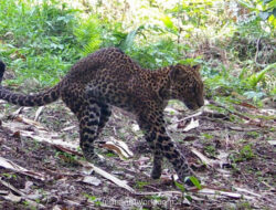 Gubernur Jabar Soroti Penembakan Macan Tutul di Sanggabuana, Pelaku Diamankan