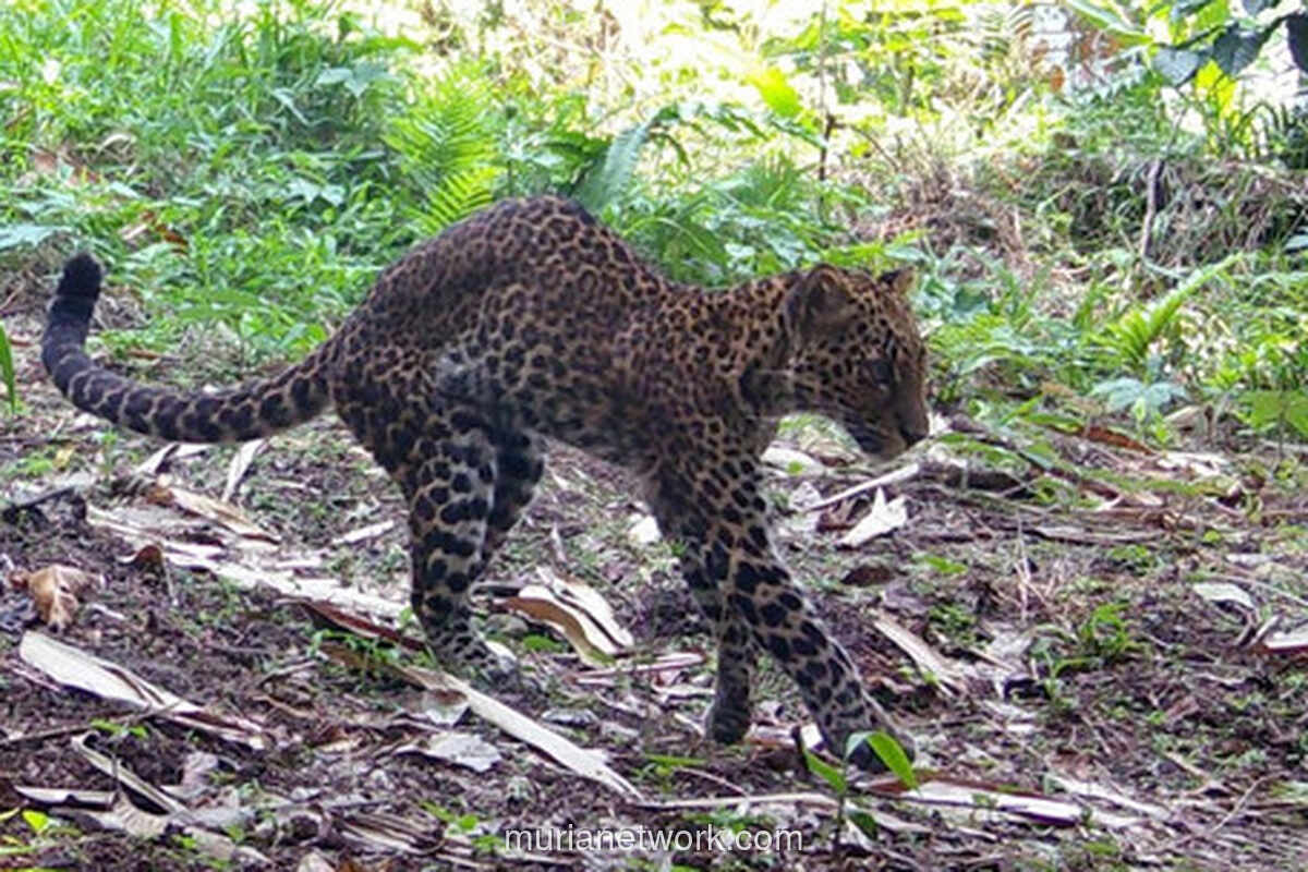 Gubernur Jabar Soroti Penembakan Macan Tutul di Sanggabuana, Pelaku Diamankan