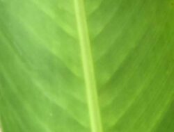 Menjaga Martabat Indonesia: Kebangsaan Sebagai Panggilan Nurani di Tengah Zaman yang Berubah