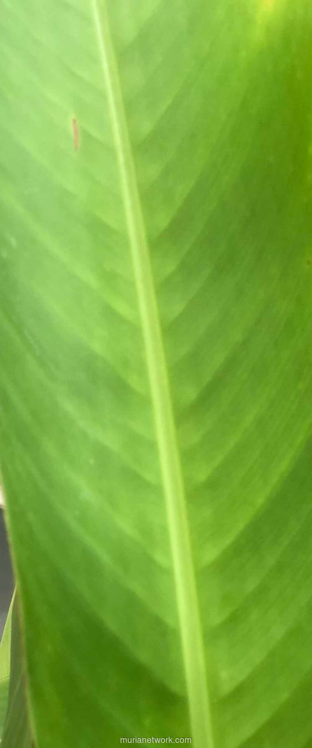 Menjaga Martabat Indonesia: Kebangsaan Sebagai Panggilan Nurani di Tengah Zaman yang Berubah