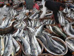 KKP Gagalkan Impor Ikan Ilegal, Selamatkan Rp 9,3 Miliar di Pelabuhan Utama