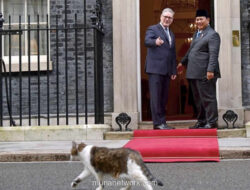 Larry Si Kucing Curi Perhatian Saat Prabowo Bertemu Starmer