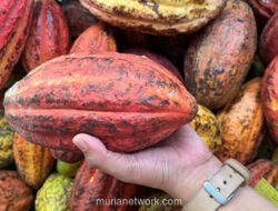 Ekspor Kakao Melonjak, Tapi RI Masih Bergantung Impor Bahan Baku