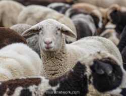 Ketika Anak Tak Merasa Diterima: Luka Batin yang Tumbuh dalam Diam