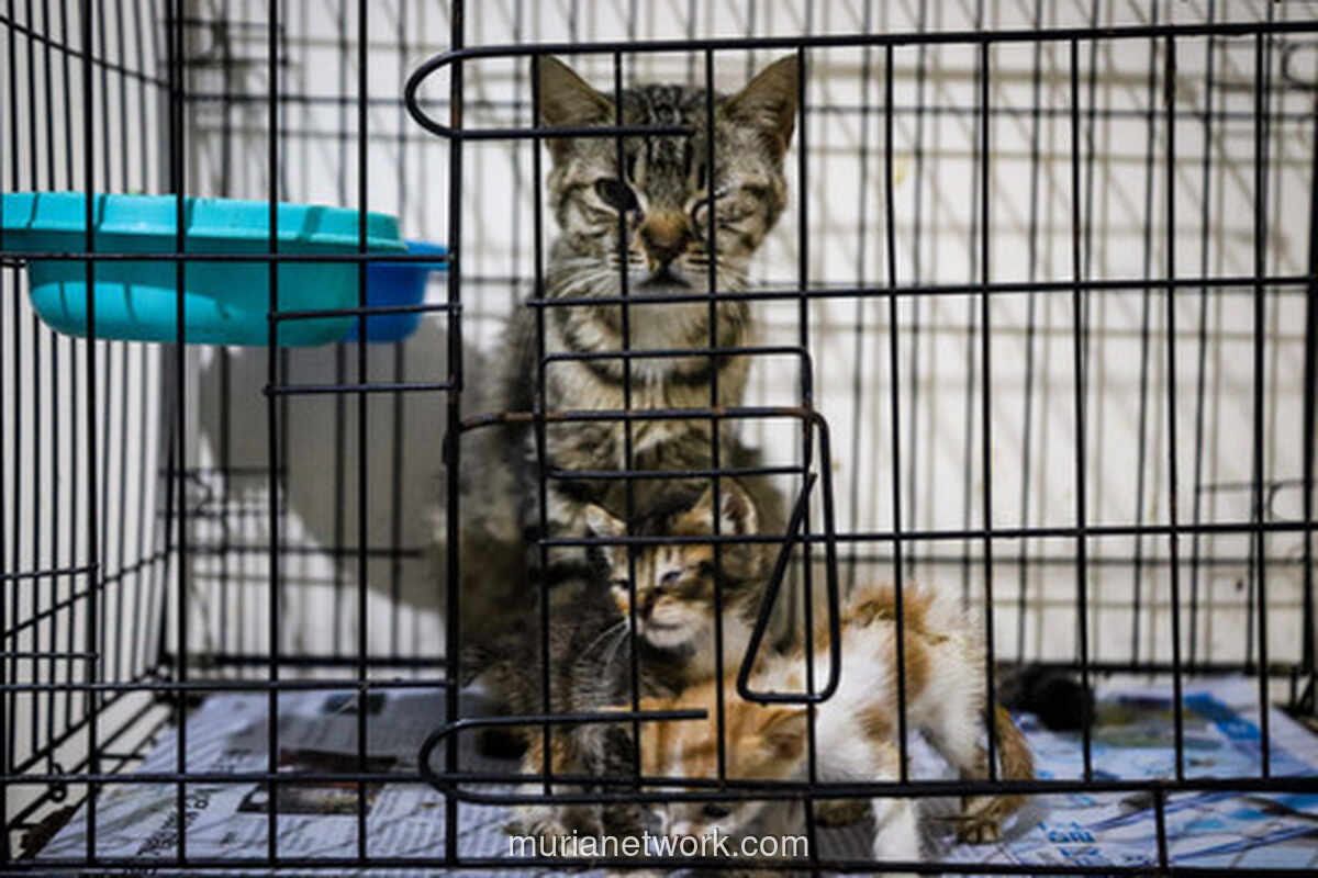 Di Balik 790 Mata yang Menatap: Kisah Shelter Bekasi yang Jadi Harapan Terakhir Kucing Jalanan