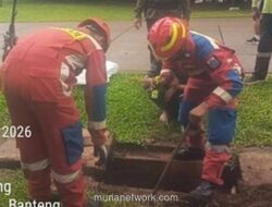 Kobra Berkeliaran di Lapangan Banteng, Petugas Gulkarmat Bergerak Cepat