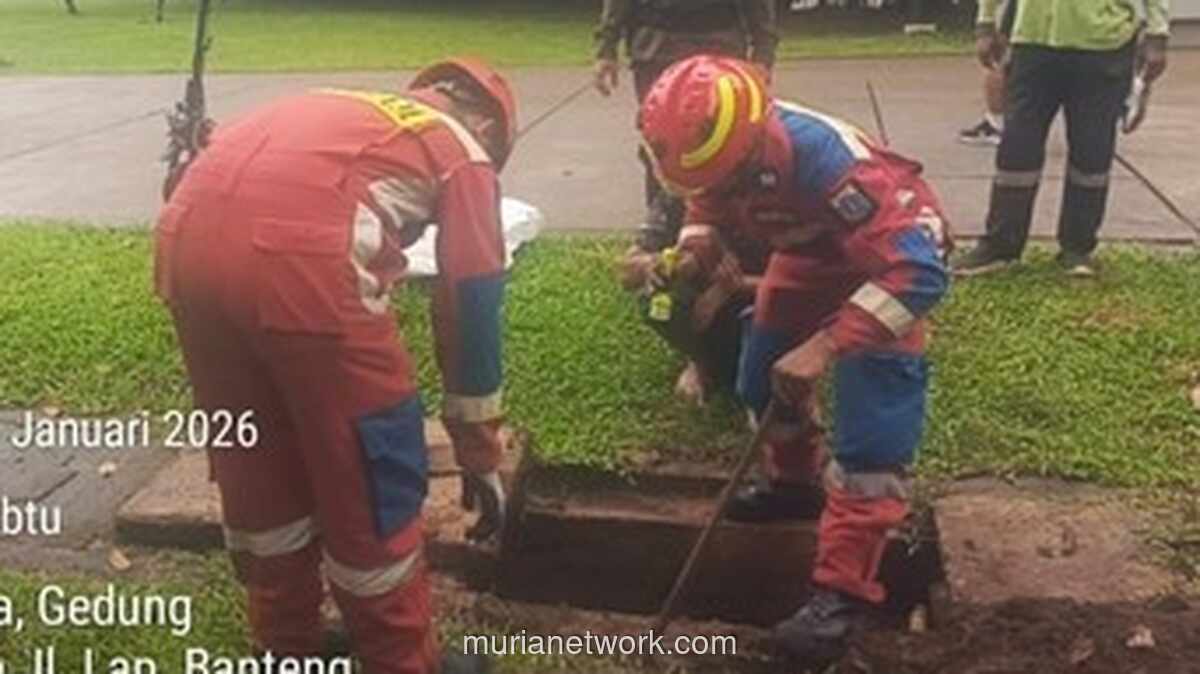Kobra Berkeliaran di Lapangan Banteng, Petugas Gulkarmat Bergerak Cepat
