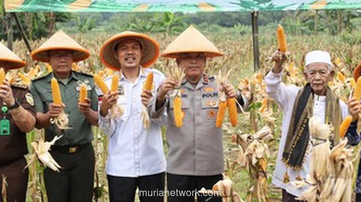 Panen Jagung 16 Ton di Serang, Polda Banten Pacu Swasembada Pangan