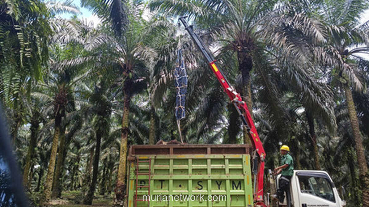 Awal 2026: Minyak dan Batu Bara Lesu, Hanya Nikel yang Bersinar