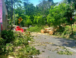 Angin Kencang di Sleman Tumbangkan Pohon, Kakek dan Cucu Tewas Tertimpa