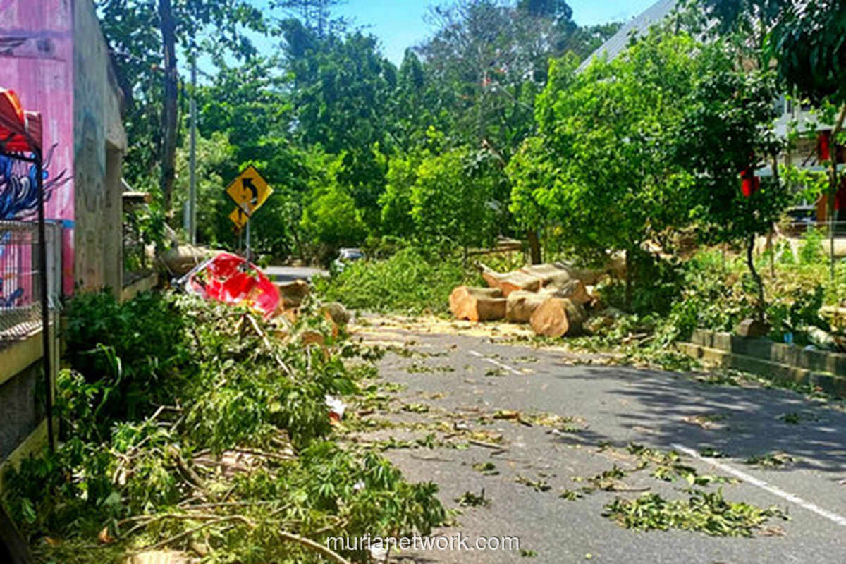 Angin Kencang di Sleman Tumbangkan Pohon, Kakek dan Cucu Tewas Tertimpa