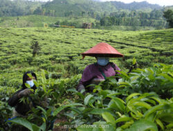Gambir Indonesia Kuasai 80% Pasar Dunia, Tapi Untung Besar Dinikmati India