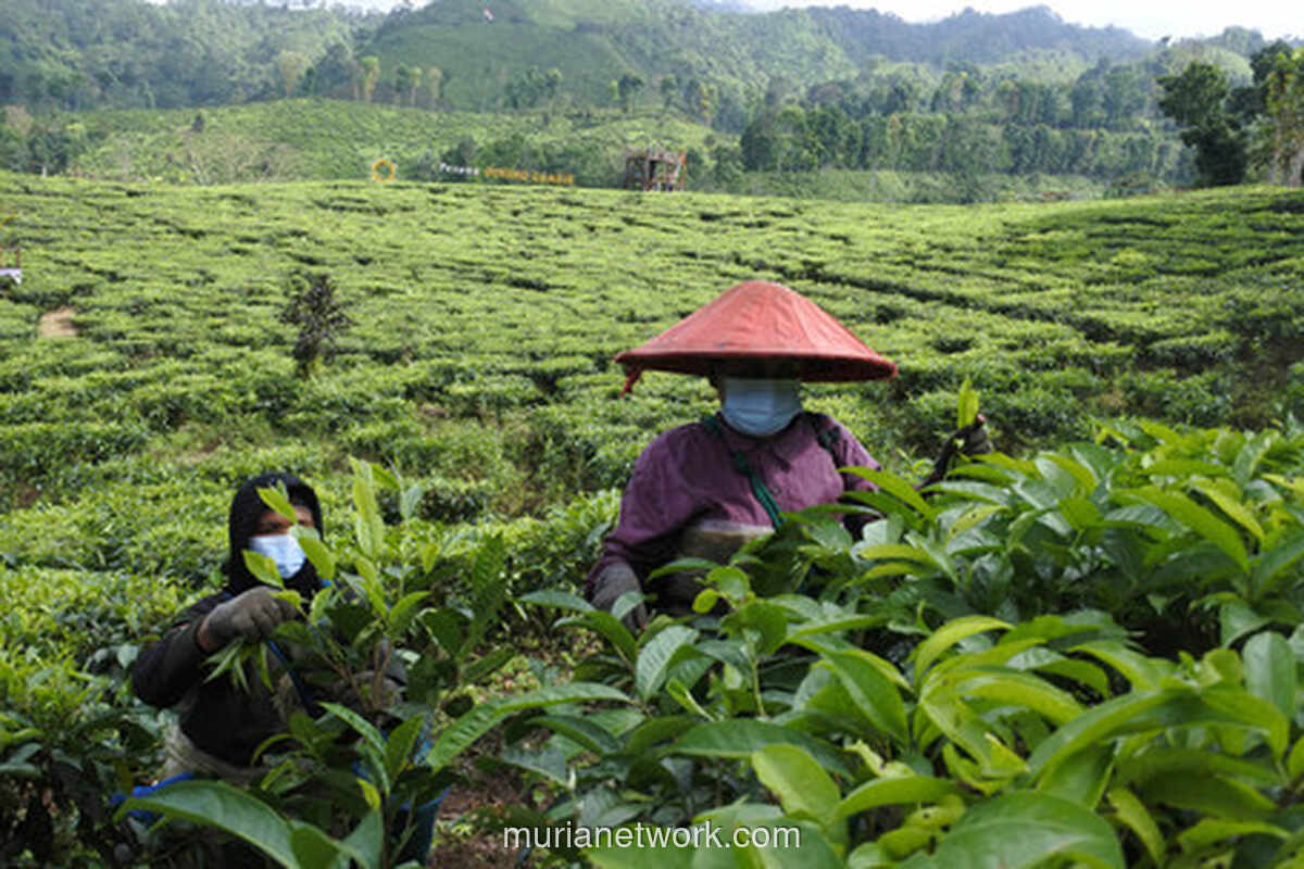 Gambir Indonesia Kuasai 80% Pasar Dunia, Tapi Untung Besar Dinikmati India