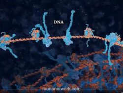 Mekanisme Ajaib dalam Tubuh: 10.000 Kerusakan DNA Diperbaiki Setiap Hari