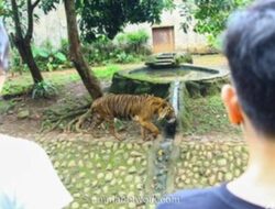Di Balik Auman Harimau Ragunan, Ada Candaan dan Perhatian Seorang Zookeeper