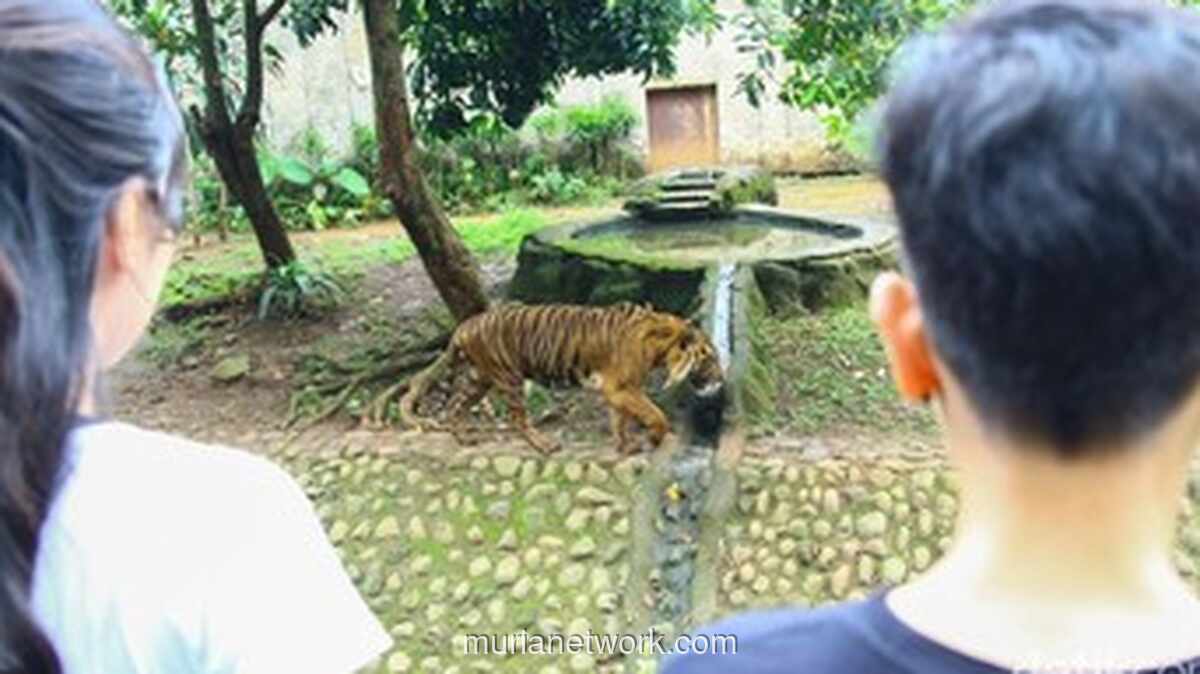 Di Balik Auman Harimau Ragunan, Ada Candaan dan Perhatian Seorang Zookeeper