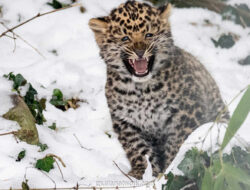 Kelahiran Pertama Macan Tutul Amur di Wina Setelah Delapan Tahun