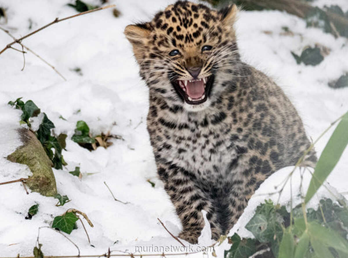 Kelahiran Pertama Macan Tutul Amur di Wina Setelah Delapan Tahun