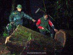Truk dan Kayu Ilegal Tertinggal, Pelaku Penebangan Liar Kabur di Kegelapan Gunung Ciremai