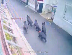 Gerbang Terbuka, Anjing-Anjing Galak Menerjang Dua Bocah di Bandung