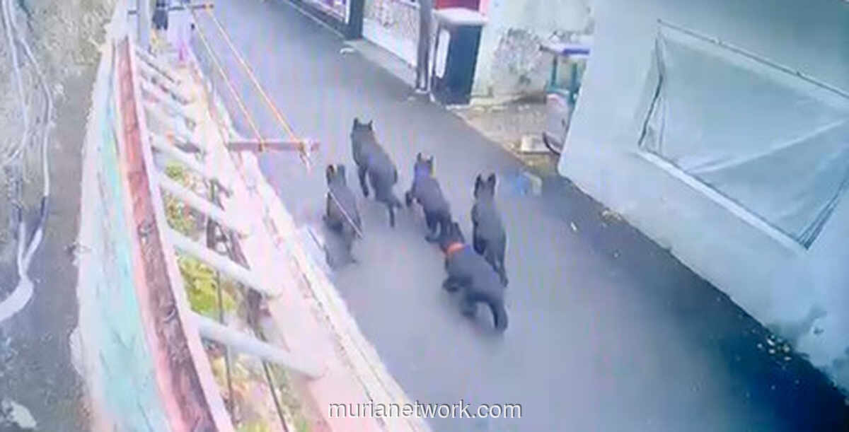 Gerbang Terbuka, Anjing-Anjing Galak Menerjang Dua Bocah di Bandung