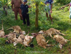 Teror Hewan Buas di Kuningan, Puluhan Domba Tewas Digigit