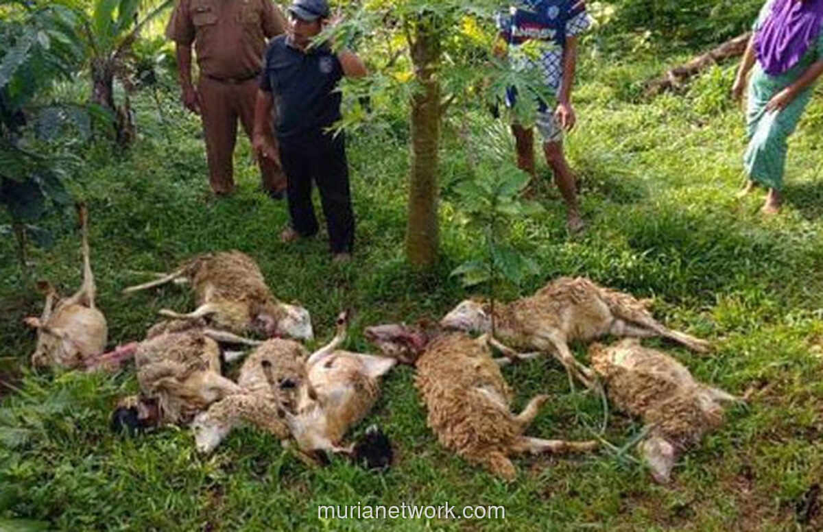 Teror Hewan Buas di Kuningan, Puluhan Domba Tewas Digigit