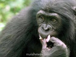 Simpanse Jenius Ai, Penghuni Laboratorium Kyoto University, Tutup Usia