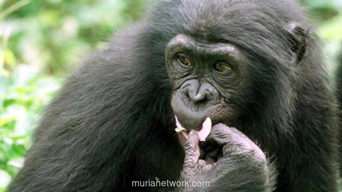 Simpanse Jenius Ai, Penghuni Laboratorium Kyoto University, Tutup Usia