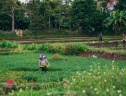 Sawah Berbisik Data: Ketika Petani dan AI Menyulam Masa Depan Pangan