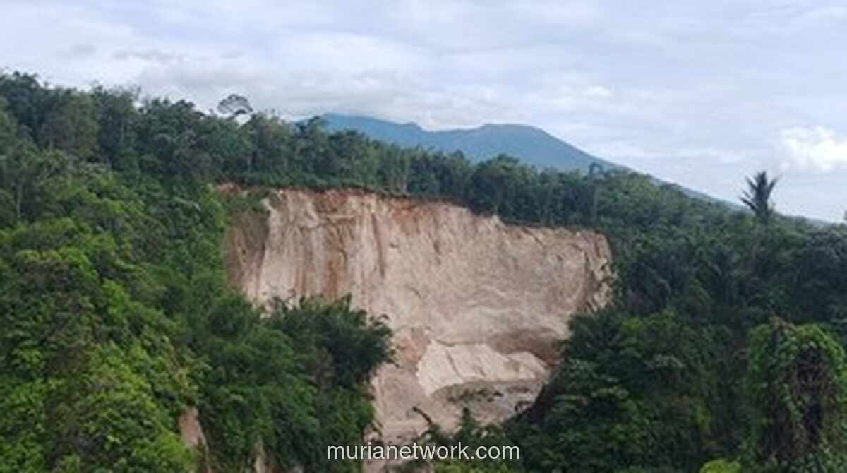 Tebing Ngarai Sianok Ambrol, Sawah Tergerus dan Pariwisata Terpukul