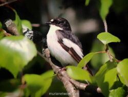 Sang Penjaga Sunyi: Kisah Sikatan Belang, Burung Mungil Penanda Kesehatan Hutan