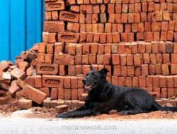 Anjing Liar dan Lalai Pemilik: Dua Insiden Serangan Ganas Guncang Jawa Barat