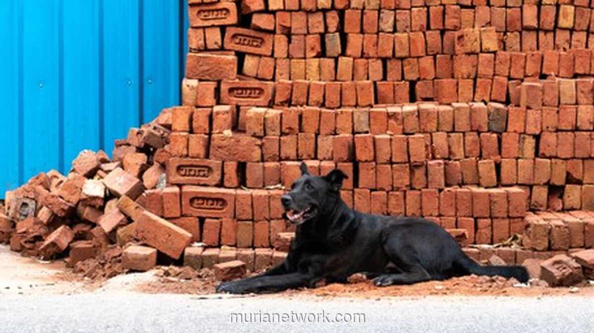 Anjing Liar dan Lalai Pemilik: Dua Insiden Serangan Ganas Guncang Jawa Barat