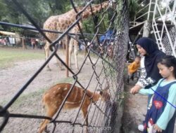 Kebun Binatang Surabaya Dibanjiri 30 Ribu Pengunjung di Hari Pertama 2026