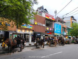 Kuda Andong Jatuh di Malioboro, Pengurus Bantah Tudingan Kelelahan