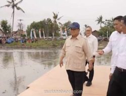Prabowo Umumkan Swasembada Pangan di Tengah Hamparan Padi Menguning Karawang