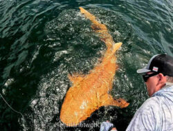 Hiu Oranye Misterius Tertangkap di Perairan Kosta Rika, Ilmuwan Ungkap Penyebab Genetisnya