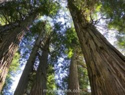 Badai Tropis dan Guncangan Epistemik: Saatnya Ilmu Kehutanan Indonesia Berpaling dari Warisan Kolonial