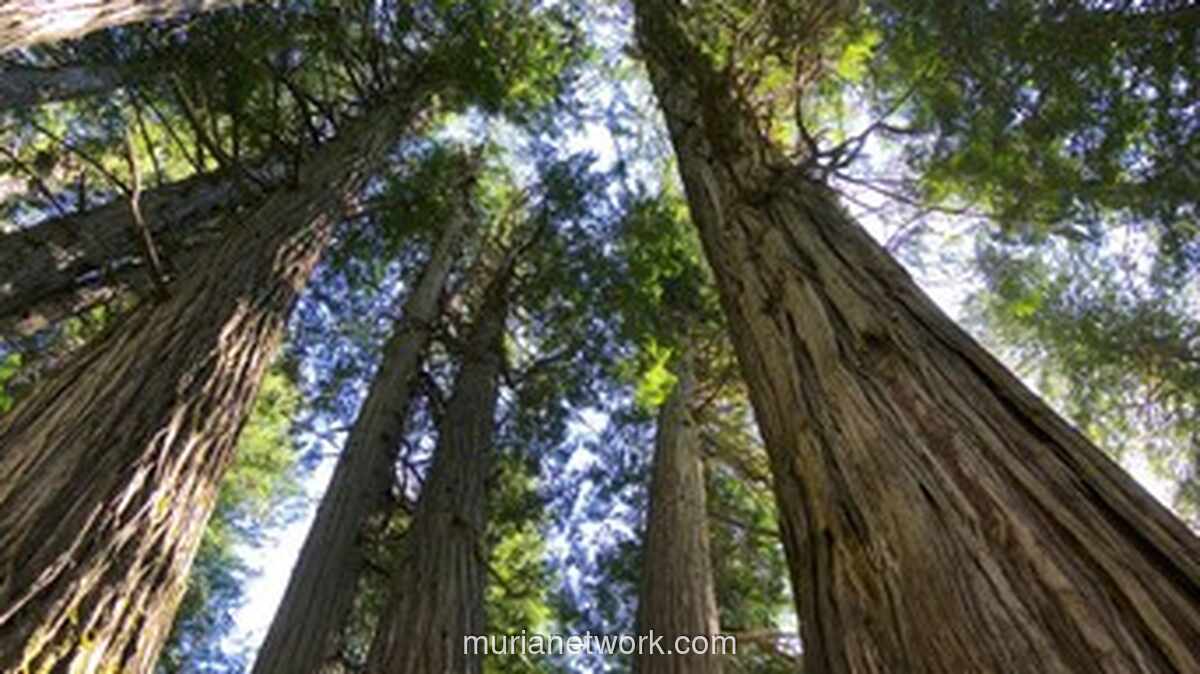 Badai Tropis dan Guncangan Epistemik: Saatnya Ilmu Kehutanan Indonesia Berpaling dari Warisan Kolonial