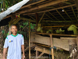 Anjing Liar Teror Kambing Warga Tobayan, Empat Ekor Tewas dalam Dua Bulan