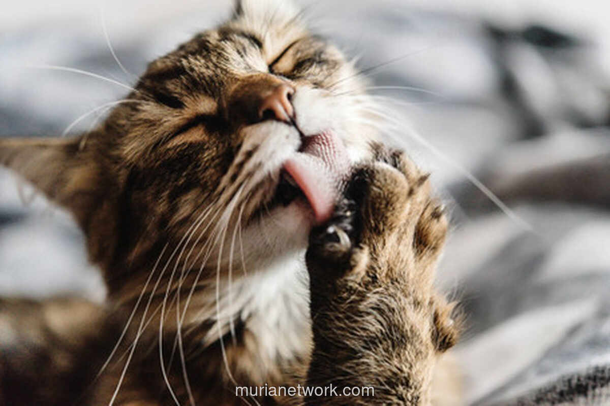 Ngobrol dengan Kucing Bukan Cuma Omong Kosong, Sains Buktikan Mereka Paham Perasaan Kita