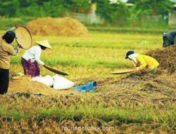 Harga Beras Dunia Anjlok, Pengaruh Swasembada Indonesia Mengguncang Pasar