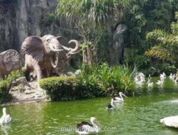 Ragunan Dibanjiri 113 Ribu Pengunjung di Hari Pertama 2026