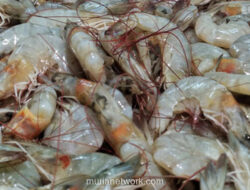 Udang di Piring Sekolah: Antara Gizi, Logistik, dan Masa Depan Petambak