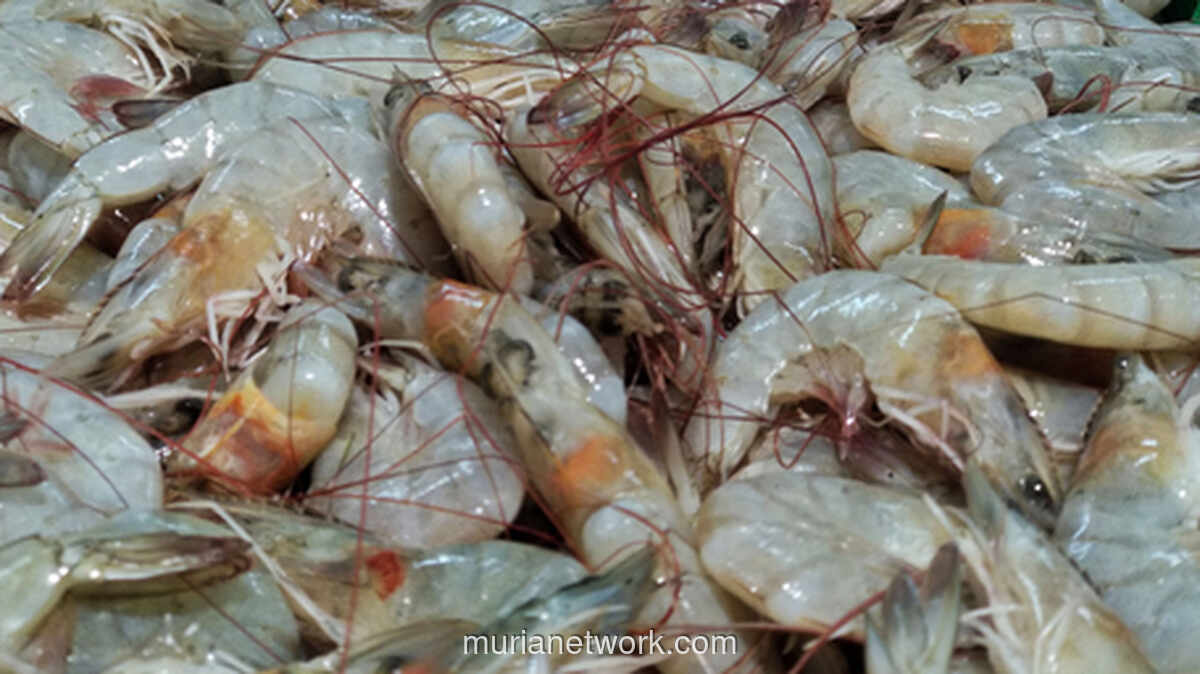 Udang di Piring Sekolah: Antara Gizi, Logistik, dan Masa Depan Petambak