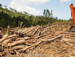 Walhi Sumut: Pencabutan Izin Perusahaan Perusak Hutan Bisa Jadi Sekadar Pencitraan